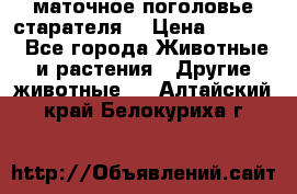маточное поголовье старателя  › Цена ­ 2 300 - Все города Животные и растения » Другие животные   . Алтайский край,Белокуриха г.